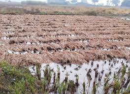 Photo of बेमौसमी बरसात किसानों के लिए बनी मुसीबत