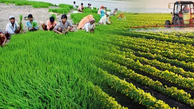 Photo of नयी हरित क्रांति का आधार बनेगी इकोफ्रेंडली प्राकृतिक खेती: मुख्यमंत्री
