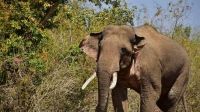 Photo of हाथी के हमले में युवक ने गंवाई जान