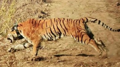 Photo of त्तराखंड में कार्बेट और राजाजी नेशनल पार्क में बाघों की सुरक्षा पर बजट का संकट