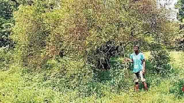 Photo of कानपुर में 15000 नींबू की लूट, रखवाली के लिए बगीचों में अब लठैतों का पहरा