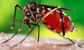 Photo of मच्छर भगाने के लिए हो सकता है जानलेवा