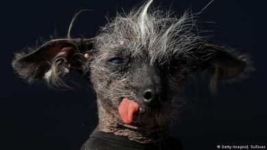 Photo of देखिये दुनिया का सबसे बदसूरत कुत्ता