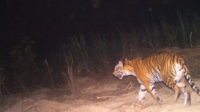 Photo of आखिर आदमखोर बाघ को ज़िंदा पकड़ने में वन विभाग की टीम ने हासिल की कामयाबी