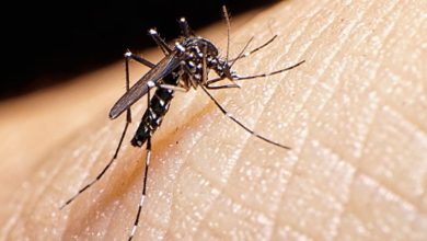 Photo of डेंगू- मलेलिया से खुद को रखना है सुरक्षित तो भगाने होंगे मच्छर
