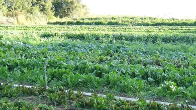 Photo of प्राकृतिक खेती का मसौदा केंद्र को सौंपेंगे प्रदेश के किसान