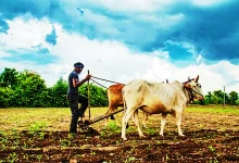 Photo of भरुआ : दलहन तिलहन की बुवाई की तैयारी में जुटे किसानों को बारिश ने दिया झटका