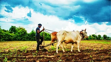 Photo of भरुआ : दलहन तिलहन की बुवाई की तैयारी में जुटे किसानों को बारिश ने दिया झटका