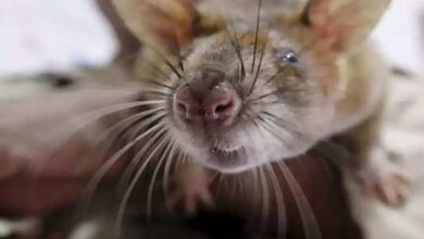 Photo of उत्तर प्रदेश : चूहे को मारकर बुरा फंसा शख्स, पोस्टमार्टम के बाद थाने में दर्ज हुई FIR