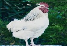 Photo of मुर्गे से परेशान हैं एक जाने माने कैंसर विशेषज्ञ, पुलिस थाने में कर दी शिकायत