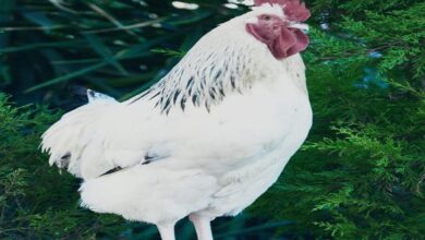 Photo of मुर्गे से परेशान हैं एक जाने माने कैंसर विशेषज्ञ, पुलिस थाने में कर दी शिकायत