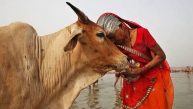 Photo of  भारत में 14 फरवरी को मनाया जाएगा ‘काउ हग डे’, 200 डॉलर देकर गाय को गले लगा रहे विदेशी…