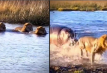 Photo of हिप्पो से उलझना पड़ गया शेर को पड़ा महंगा, देंखे वीडियो…