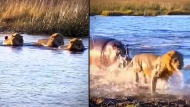 Photo of हिप्पो से उलझना पड़ गया शेर को पड़ा महंगा, देंखे वीडियो…