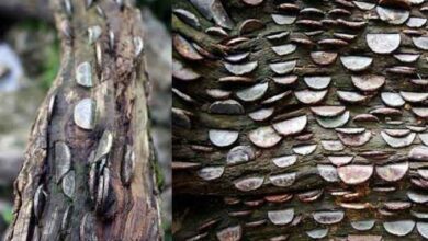 Photo of एक ऐसा पेड़ जिसमें फल नहीं बल्कि उगते है सिक्के
