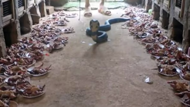 Photo of भूखे किंग कोबरा को खिला दिया सड़ा-गला मांस, गुस्से में मालिक में किया ये काम, वीडियो तेजी से वायरल