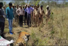 Photo of दुधवा में बाघों की मौत का सीएम ने लिया संज्ञान, जांच समिति गठित