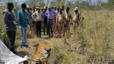 Photo of दुधवा में बाघों की मौत का सीएम ने लिया संज्ञान, जांच समिति गठित