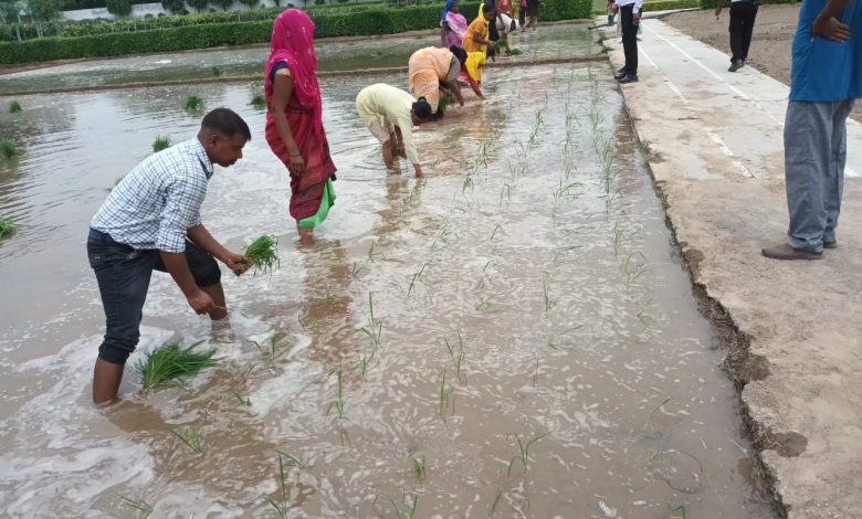 Photo of इस साल भी राजभवन में लहलहाएगा कालानमक