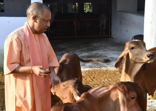 Photo of 25 गायों की डेयरी की स्थापना पर 50 प्रतिशत अनुदान देगी योगी सरकार