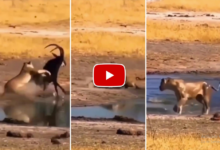 Photo of शिकार करने आई शेरनी के साथ हुआ कुछ ऐसा उल्टा पड़ा भागना, देंखे वीडियो…