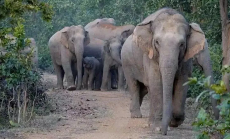 Photo of सोनभद्र में हाथियों ने मचाया उत्पात, झुंड ने इतने घरों को किया क्षतिग्रस्त, फसलें हुई बर्बाद