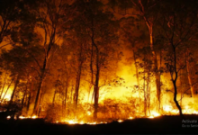 Photo of अल्मोड़ा के जंगल में लगी आग, मौके पर पंहुची दमकल की गाड़ियां
