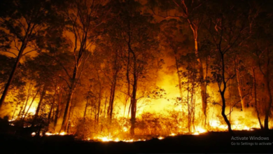 Photo of अल्मोड़ा के जंगल में लगी आग, मौके पर पंहुची दमकल की गाड़ियां
