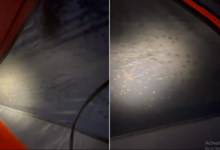 Photo of कैम्पिंग के दौरान रात में एक साथ सैकड़ों मकड़ियों ने किया टेन्ट पर हमला, वीडियो देखकर उड़ जाएंगे होश