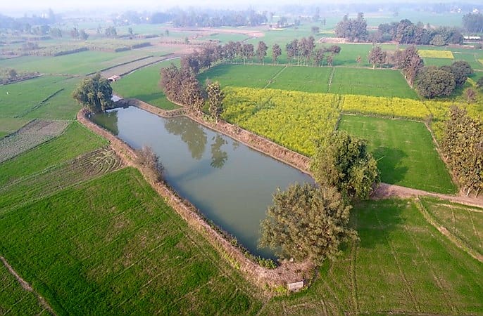 Photo of अनूठा प्रयासः बस्ती में विकसित किए गए 1085 केला+मछली तालाब