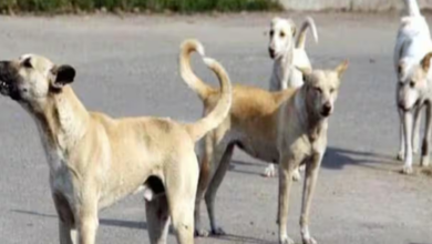 Photo of MP: आवारा कुत्तों ने 2 साल के मासूम को बनाया शिकार, नोच-नोचकर मार डाला