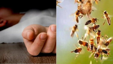 Photo of MP: मधुमक्खियों के डंक से एक शख्स की मौत, चार  की हालत गंभीर