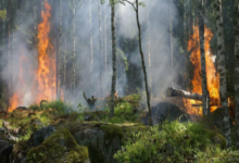 Photo of उत्तराखंड: चुनाव ड्यूटी पर 60% स्टाफ, जंगलों में तेजी से बढ़ रही आग की घटनाएं