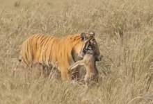 Photo of बाघ से बचने के लिए घास में छिपा था हिरण का बच्चा, टाइगर ने सूंघकर दबोची गर्दन….