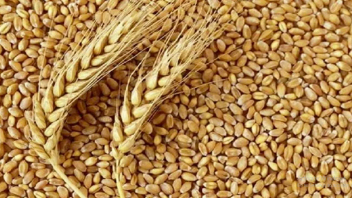 Photo of अनाज का बफर स्टॉक 600 लाख टन के पार, खाद्यान्न वितरण के लिए चावल एवं गेहूं का पर्याप्त भंडारण