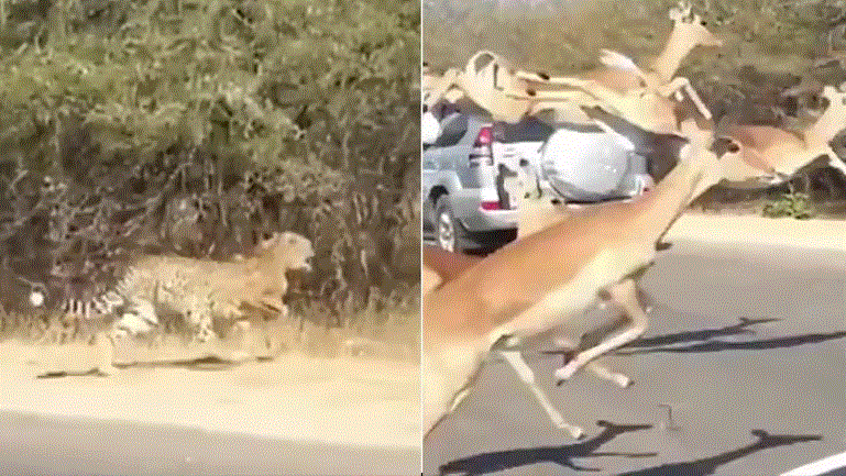 Photo of बीच सड़क पर हवा में उड़ते दिखे हिरण, पीछे दोगुनी रफ्तार से दौड़ रहा था चीता, वीडियो देख हो जाएंगे हैरान