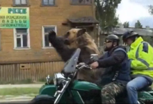 Photo of मोटरसाइकिल की सवारी करते नजर आया भालू, वीडियो देखकर आप हो जाएंगे हैरान…
