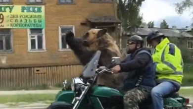 Photo of मोटरसाइकिल की सवारी करते नजर आया भालू, वीडियो देखकर आप हो जाएंगे हैरान…