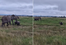Photo of हाथियों के झुंड के बीच अपनी मां को ढूंढ रहा था हाथी का बच्चा, वीडियो वायरल…