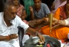 Photo of थाली में बैठाकर जिंदा नाग की पूजा कर रहा था परिवार, तभी फन फैलाकर फुफकारा सांप, देंखे वीडियो…