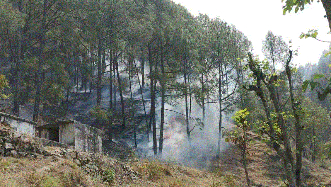 Photo of उत्तराखंड: नई टिहरी के पास जंगल में लगी आग हुई बेकाबू, वन विभाग के छूटे पसीने