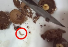 Photo of चॉकलेट काटते ही रेंगता बाहर निकल आया कीड़ा, वीडियो देख लोगों के उड़े होश