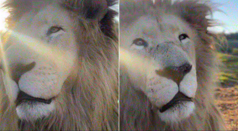 Photo of शेर ने जंगल में खौफनाक दहाड़ के साथ फोटोग्राफर का किया स्वागत, देंखे वीडियो…