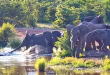 Photo of तालाब में पानी पी रहा था हाथी, छिपे मगरमच्छ ने किया हमला, वीडियो देखकर हो जाएंगे हैरान