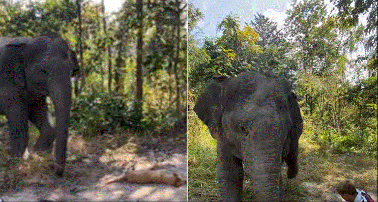 Photo of हाथी के पैरों से गलती से टकरा गया ज़मीन पर सो रहा कुत्ता, वीडियो ने जीता दिल…