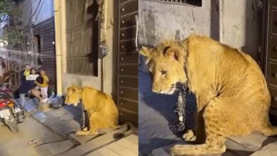 Photo of कुत्ते बिल्ली की तरह घर के दरवाजे पर पहरेदारी करता दिखा शेर, देंखे वीडियो…