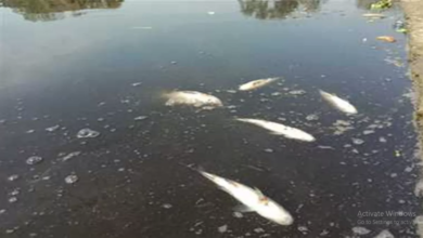 Photo of बिहार: पोखर में जहरीला पदार्थ डालने का आरोप, पांच क्विंटल मछली मरने से भारी नुकसान