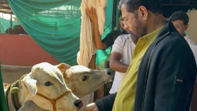 Photo of चुनाव से ठीक पहले एकनाथ शिंदे सरकार का बड़ा फैसला, गाय को दिया ‘राज्य माता’ का दर्जा