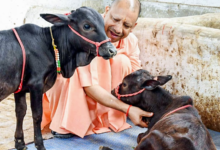 Photo of गायों की सुरक्षा के लिए योगी सरकार का बड़ा कदम, 12 जिलों में अवैध कब्जाधारियों से मुक्त कराई जमीन