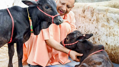 Photo of गायों की सुरक्षा के लिए योगी सरकार का बड़ा कदम, 12 जिलों में अवैध कब्जाधारियों से मुक्त कराई जमीन